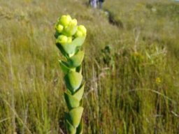 Thesium euphorbioides young, leafy stem